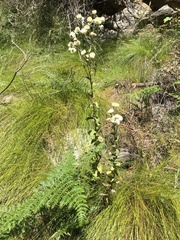Helichrysum foetidum