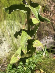 Helichrysum foetidum