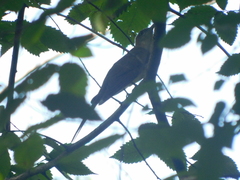 Coccyzus erythropthalmus