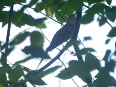 Coccyzus erythropthalmus