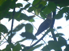 Coccyzus erythropthalmus