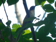 Coccyzus erythropthalmus