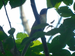 Coccyzus erythropthalmus
