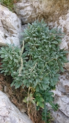 Helichrysum orientale