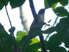 Coccyzus erythropthalmus
