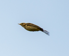 Anthus pratensis