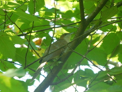 Coccyzus erythropthalmus