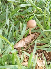 Panaeolus foenisecii