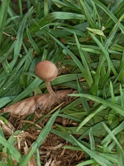 Panaeolus foenisecii