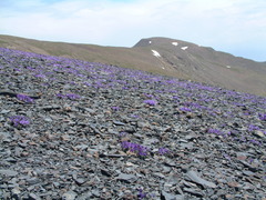 Viola diversifolia
