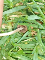 Panaeolus foenisecii