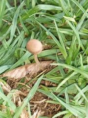 Panaeolus foenisecii