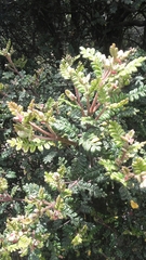 Weinmannia tomentosa