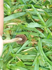 Panaeolus foenisecii