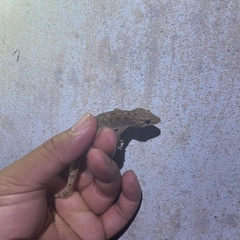 Hemidactylus murrayi