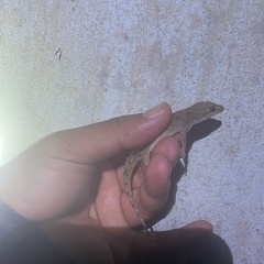 Hemidactylus murrayi