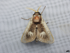 Podalia intermaculata