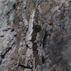 Gekko kuhli