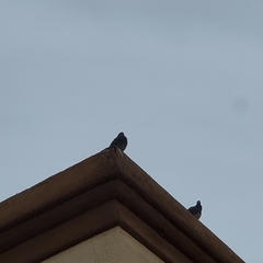 Columba livia domestica