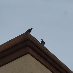 Columba livia domestica