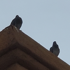 Columba livia domestica