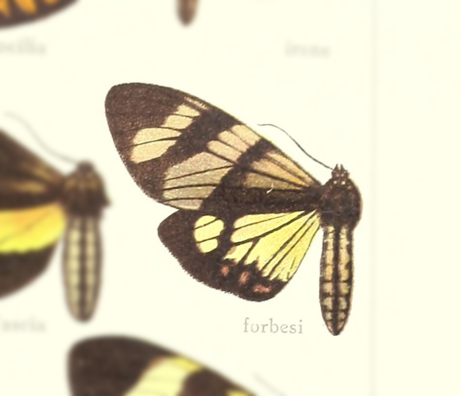 Dysschema forbesi