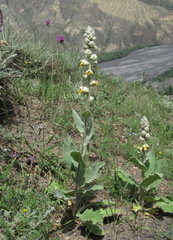 Verbascum formosum