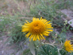 Pentanema britannica