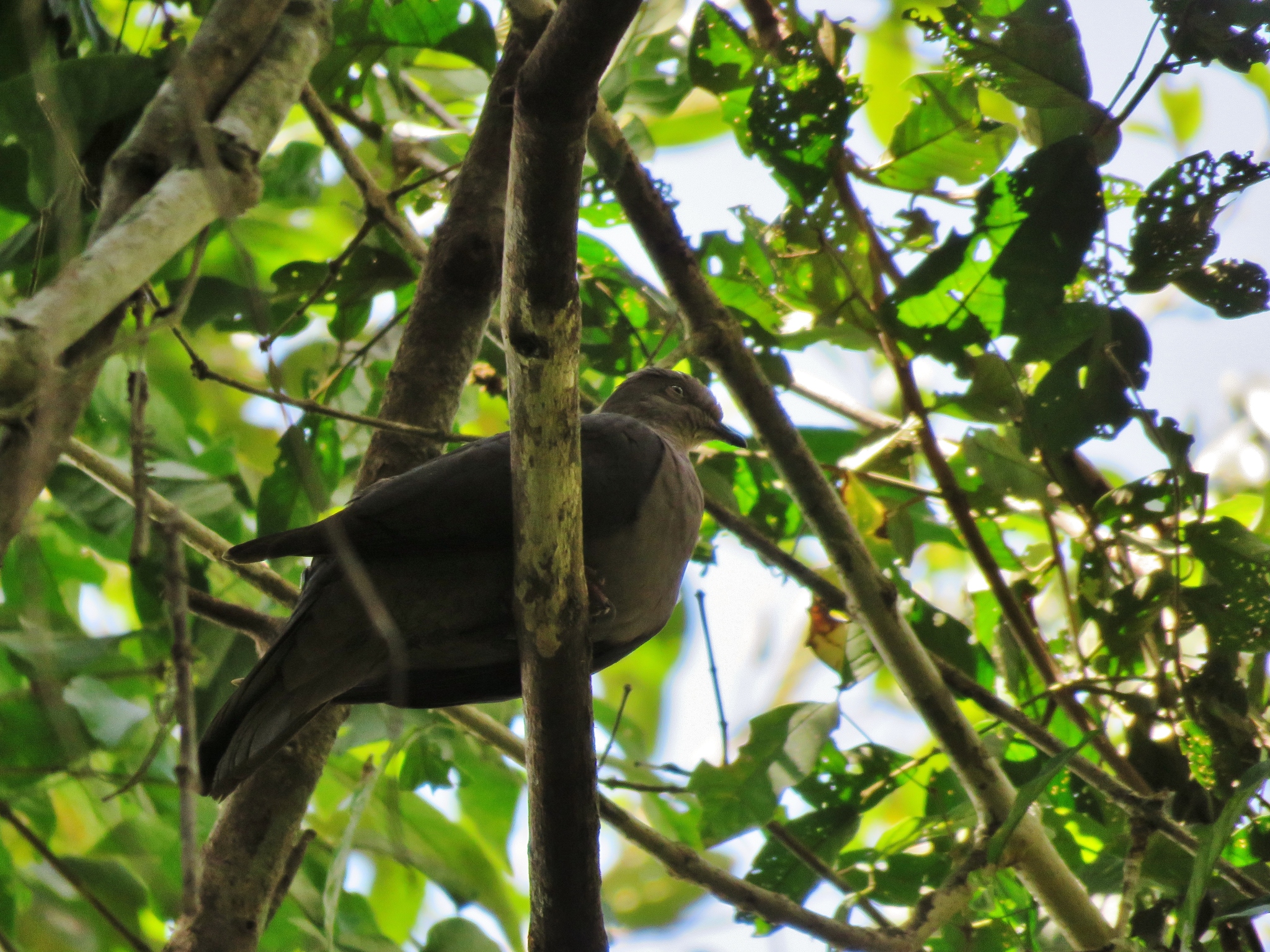Plumbeous Pigeon (Patagioenas plumbea)