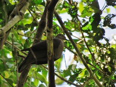 Patagioenas plumbea