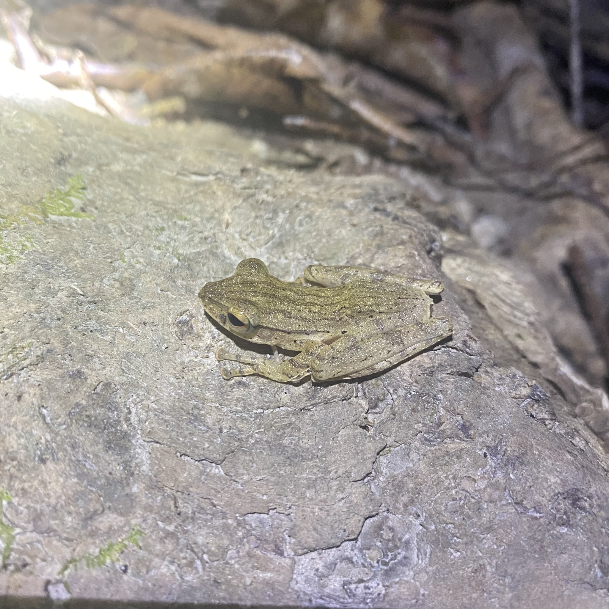 Polypedates discantus Rujirawan, Stuart & Aowphol, 2013