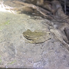 Polypedates discantus