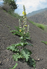 Verbascum formosum