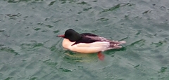 Mergus merganser