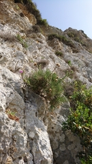 Ptilostemon chamaepeuce