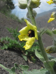 Verbascum formosum