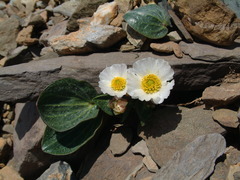 Ranunculus parnassifolius