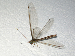 Haploglenius flavicornis