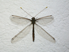 Haploglenius flavicornis