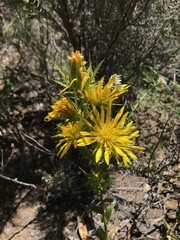 Berkheya carlinoides