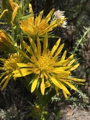 Berkheya carlinoides