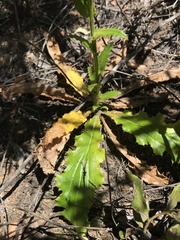 Berkheya carlinoides