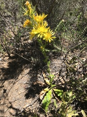Berkheya carlinoides