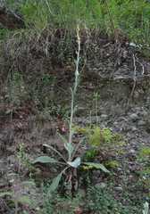 Verbascum gnaphalodes