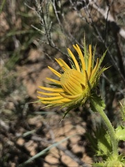 Berkheya carlinoides