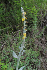 Verbascum gnaphalodes