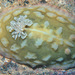 Asteronotus cespitosus - Photo 由 uwkwaj 所上傳的 (c) uwkwaj，保留部份權利CC BY-NC