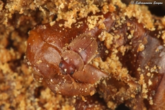 Stegobium