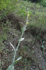 Verbascum gnaphalodes