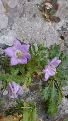 Campanula laciniata